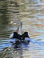 Australian Pellican (Pelecanus conspicillatus), River Torrens P1030574